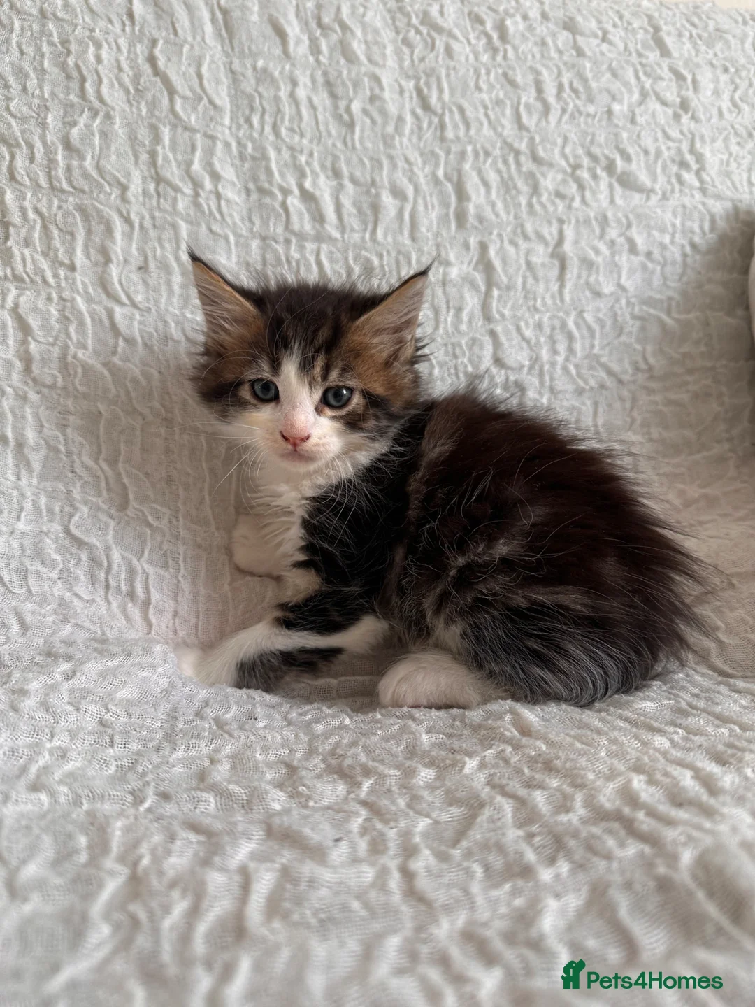 Maine Coon cats for sale: GORGEOUS MAINE COON KITTENS - Advert 1
