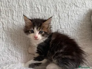 Maine Coon cats GORGEOUS MAINE COON KITTENS - Advert 4