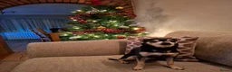 Chihuahua dogs for sale: Chihuahua for adoption in Harlow - Advert 7