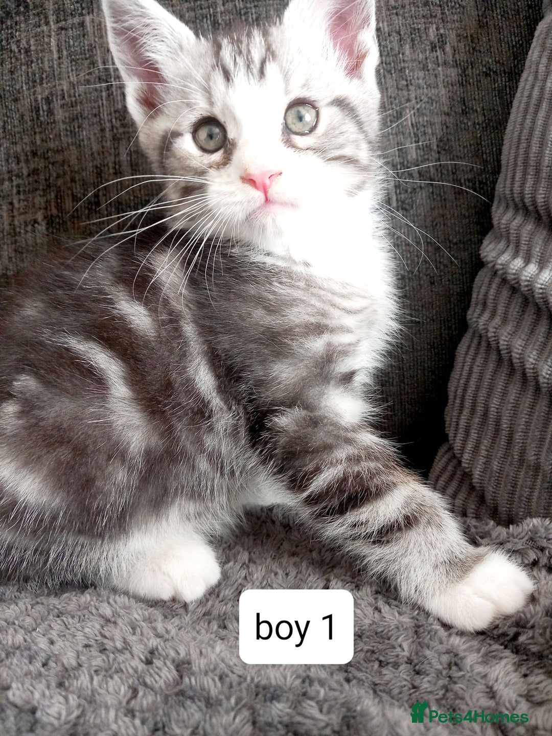 Mixed Breed cats for sale: Mainecoon and Forest Norwegian mixed kittens - Image 7
