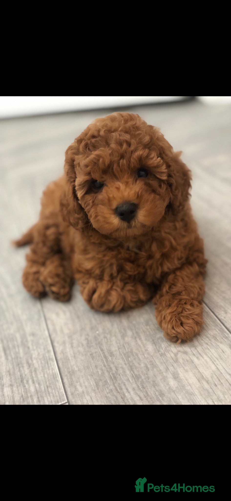 Toy Poodle dogs KC Toy poodle puppy’s PRA clear waiting list open - Advert 1