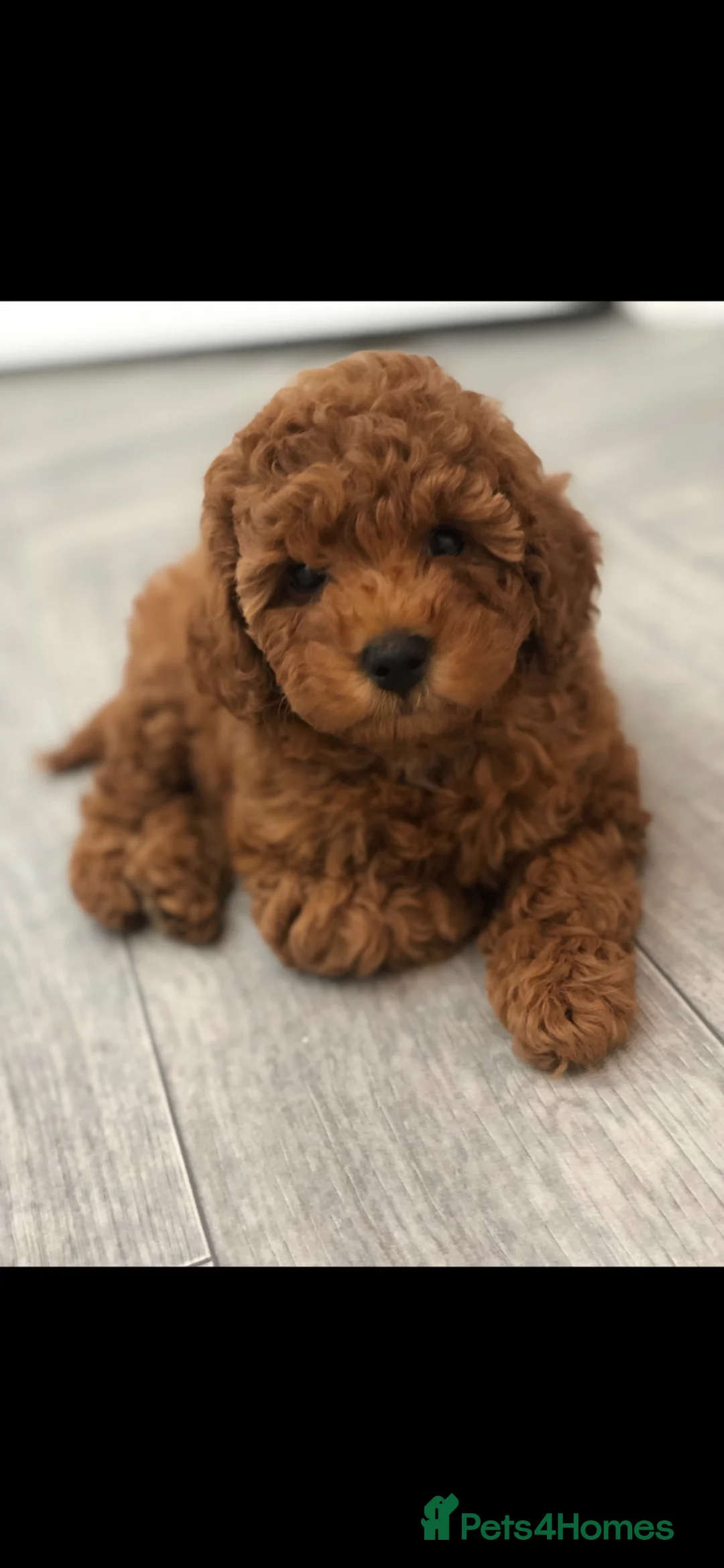Toy Poodle dogs for sale: KC Toy poodle puppy’s PRA clear 7 weeks old  - Advert 1