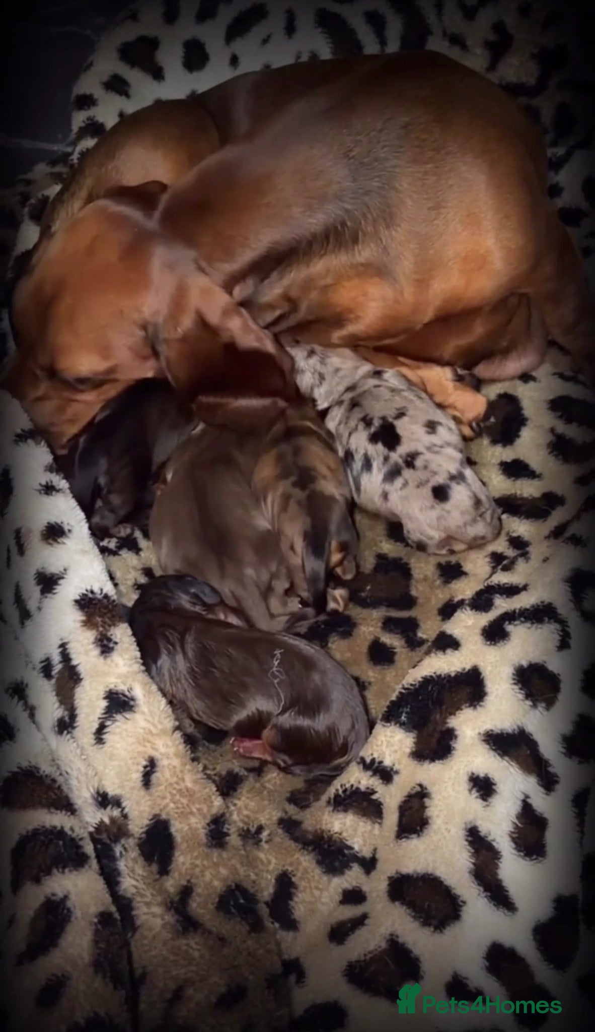 Miniature Dachshund dogs Your best friend is ready to come home this Sunday - Advert 2