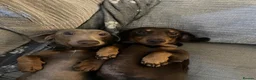 Miniature Dachshund dogs for sale: Two Miniature Dachshund Boys in Spalding - Advert 2