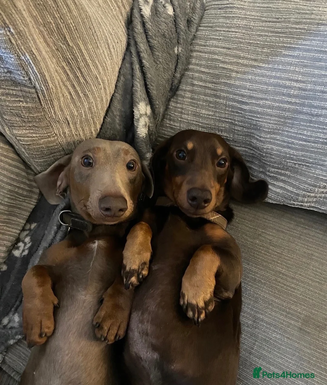 Miniature Dachshund dogs for sale: Two Miniature Dachshund Boys in Spalding - Advert 2