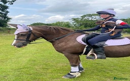 Welsh Section D horses for sale: 14.1 family pony super all rounder  - Image 3