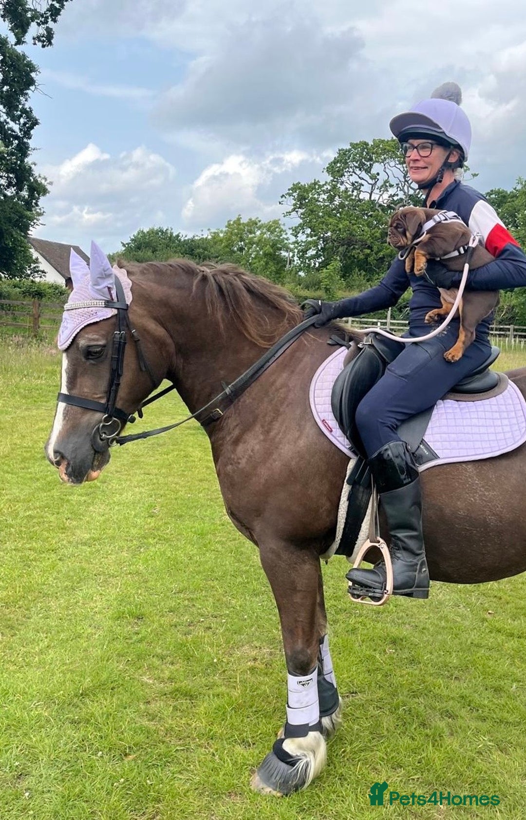 Welsh Section D horses for sale: 14.1 family pony super all rounder  - Image 3