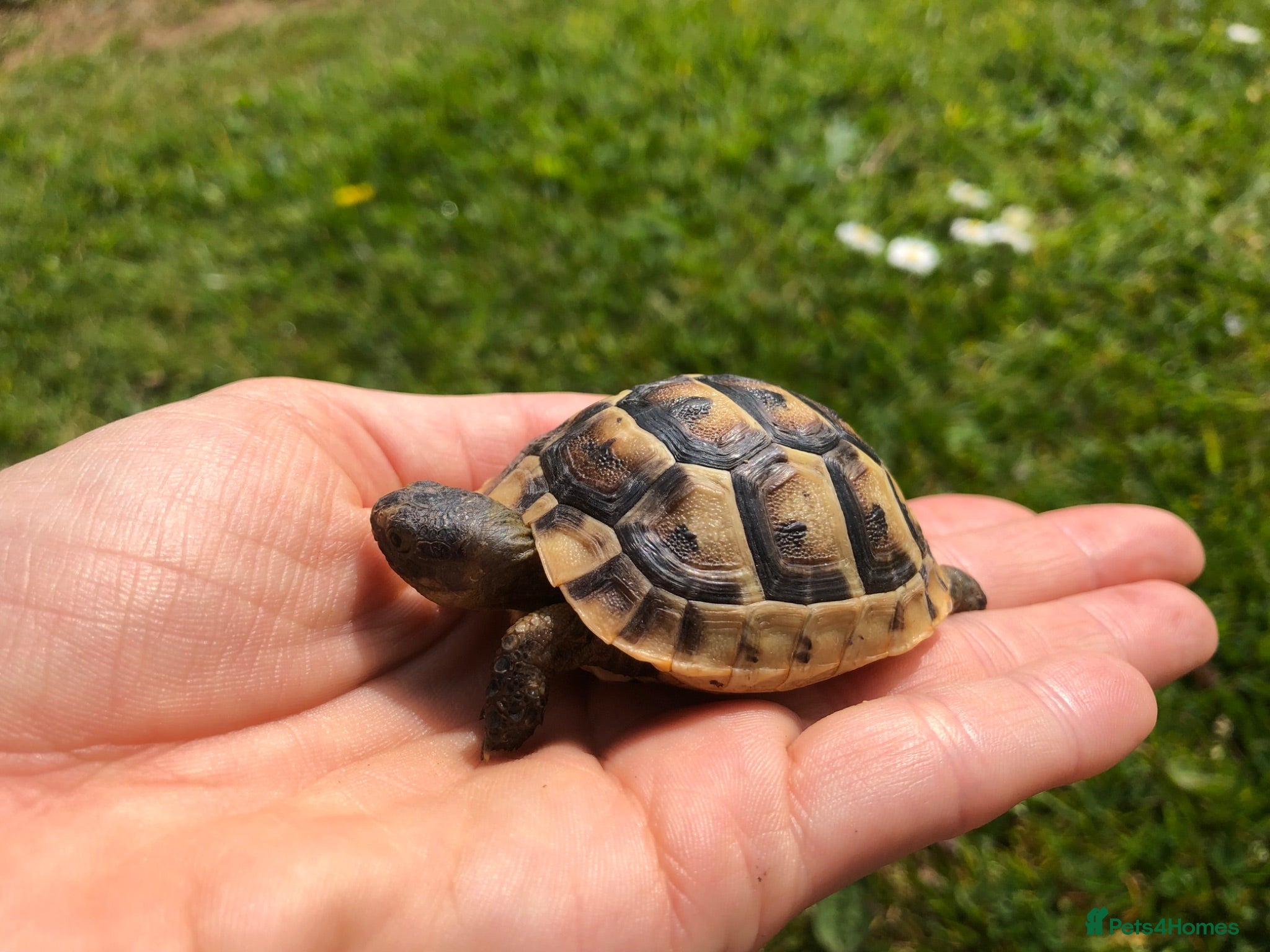 Tortoise reptiles Baby Spur Thigh Tortoises  - Advert 3