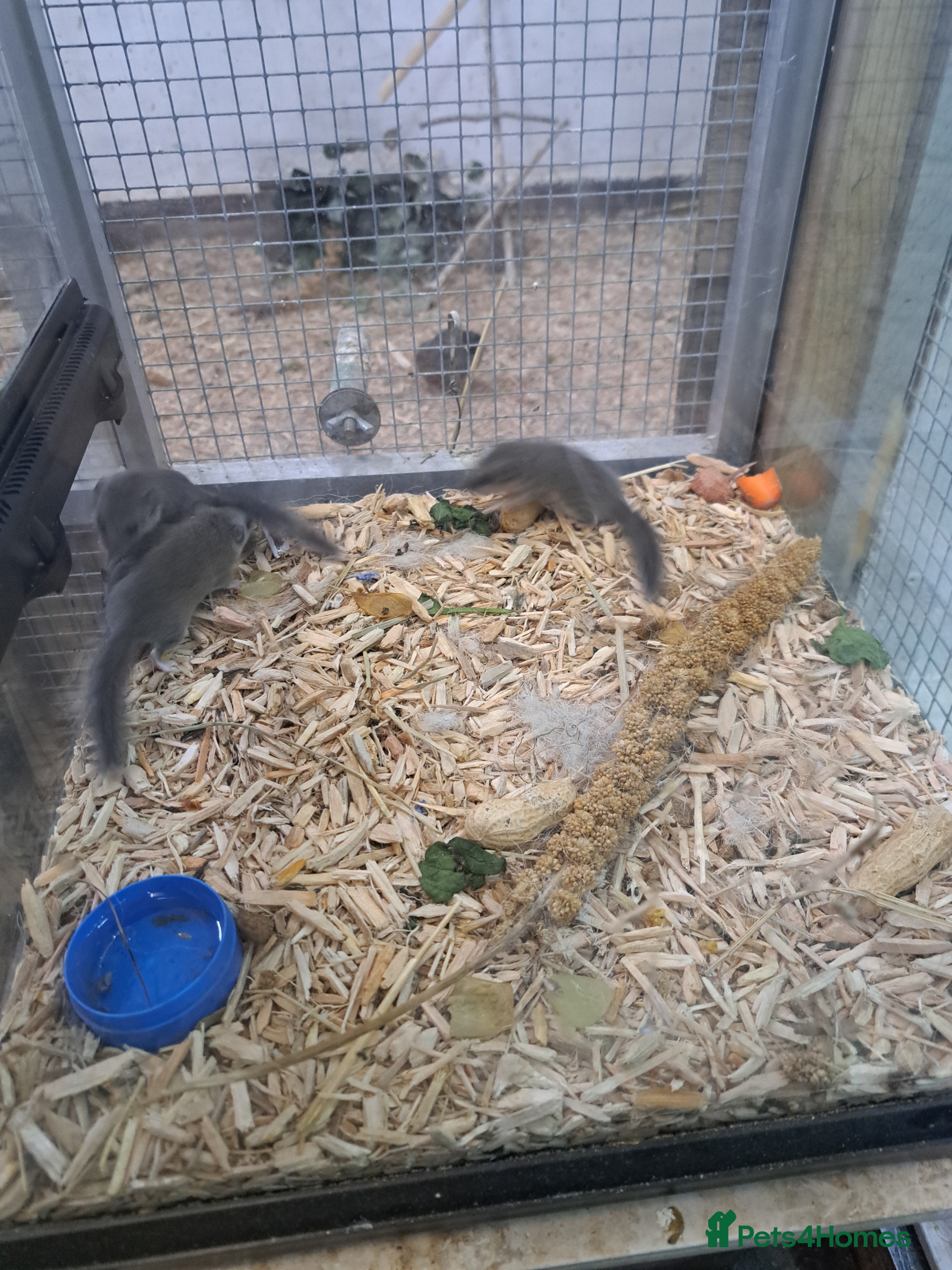 Mixed Breed rodents Baby Micro squirrels  - Advert 2