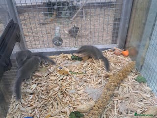 Mixed Breed rodents Young Micro squirrels - Advert 4