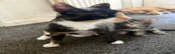 Mixed Breed cats for sale: Kittens ready for their new homes - Advert 3