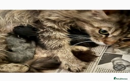 Maine Coon cats for sale: Maine Coon Kittens - Image 7