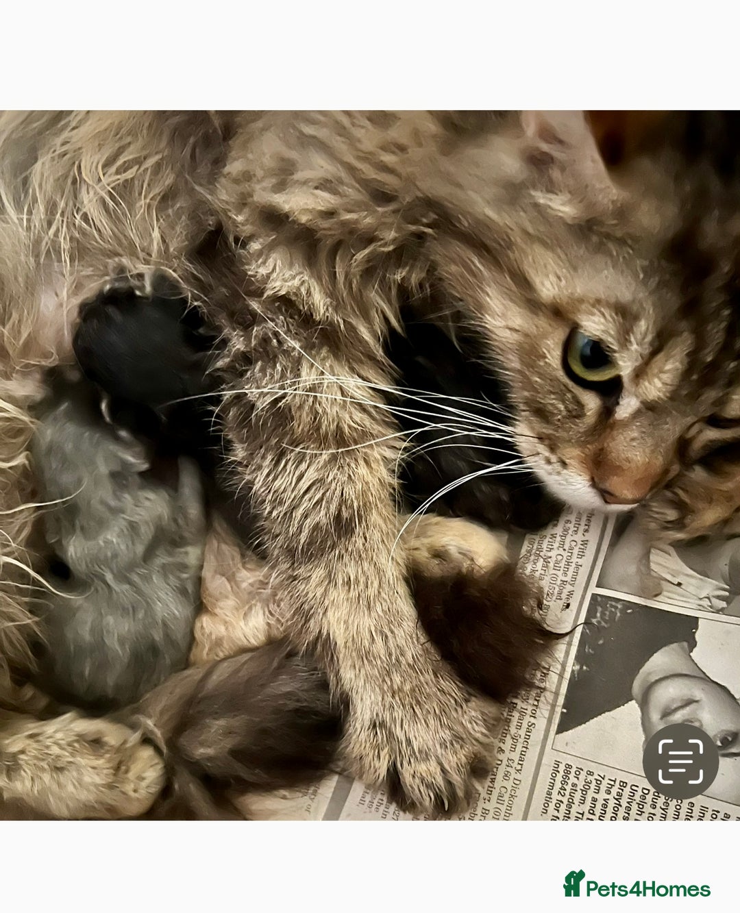 Maine Coon cats for sale: Maine Coon Kittens - Image 7