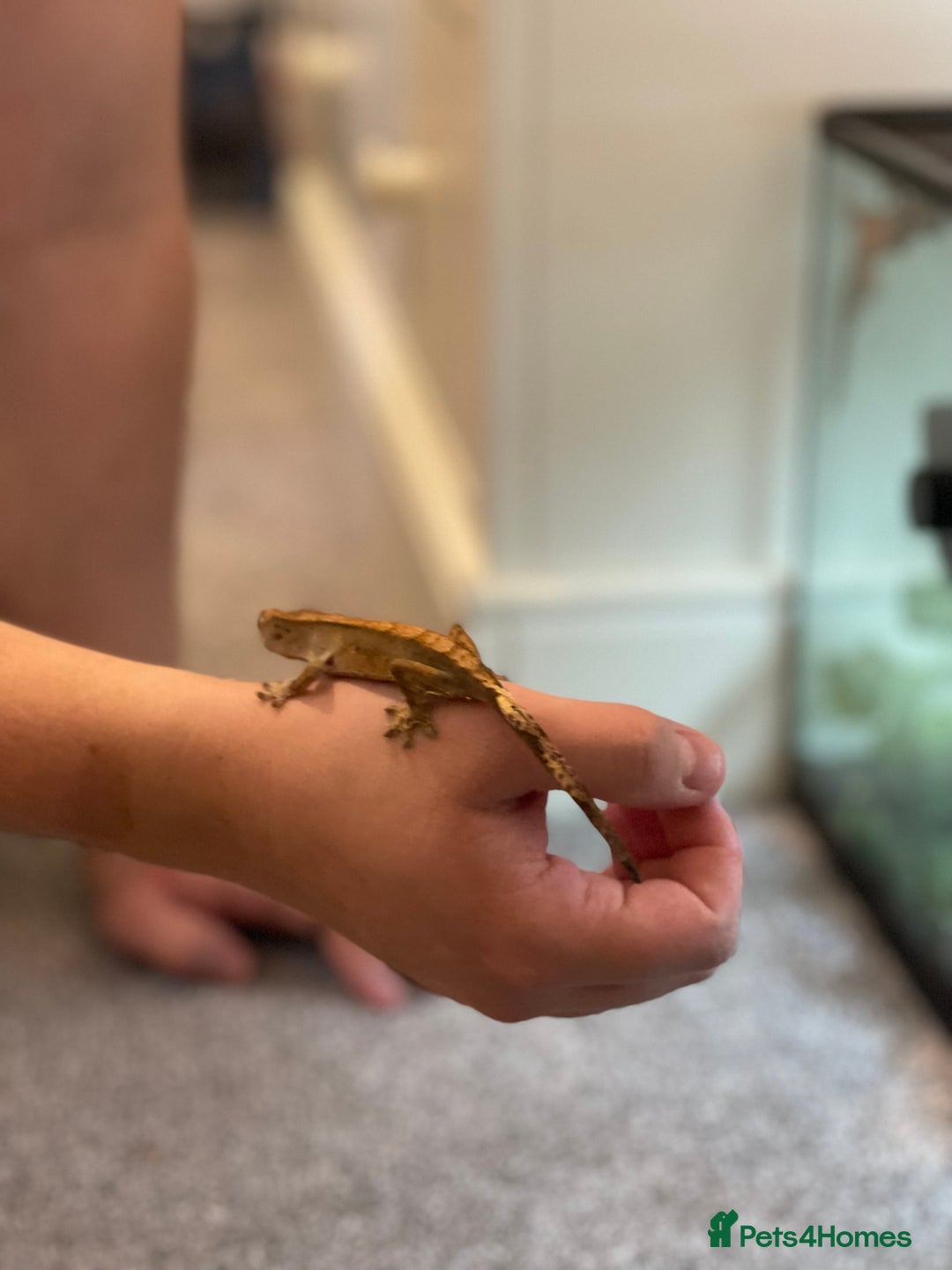 Gecko reptiles for sale: Crested Gecko - Advert 6