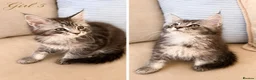 Maine Coon cats for sale: ✨ Exceptional TICA Registered Maine Coon Kittens ✨ in Whitchurch - Advert 4