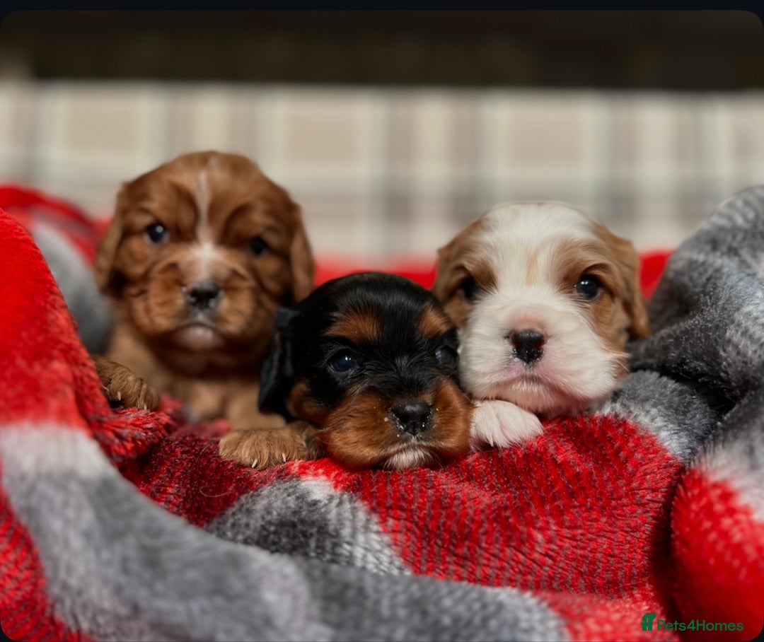 Cavalier King Charles Spaniel dogs for sale: STUNNING CAVALIER KING CHARLES PUPPIES  - Advert 1