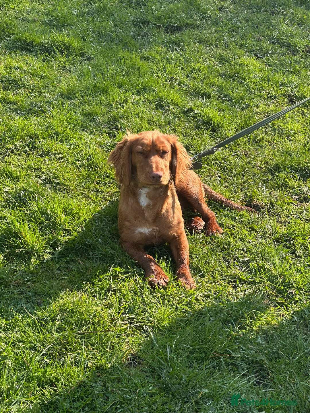 Cocker Spaniel dogs for sale: Pedigree Red Working Cocker Spaniel in Liversedge - Advert 2