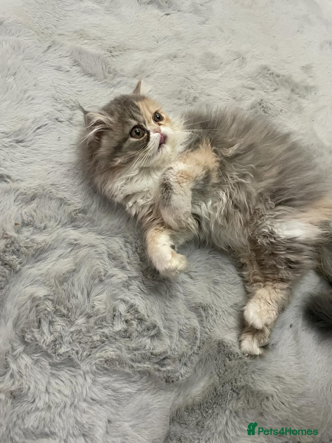 Persian cats for sale: Persian kitten  in Bootle - Advert 2