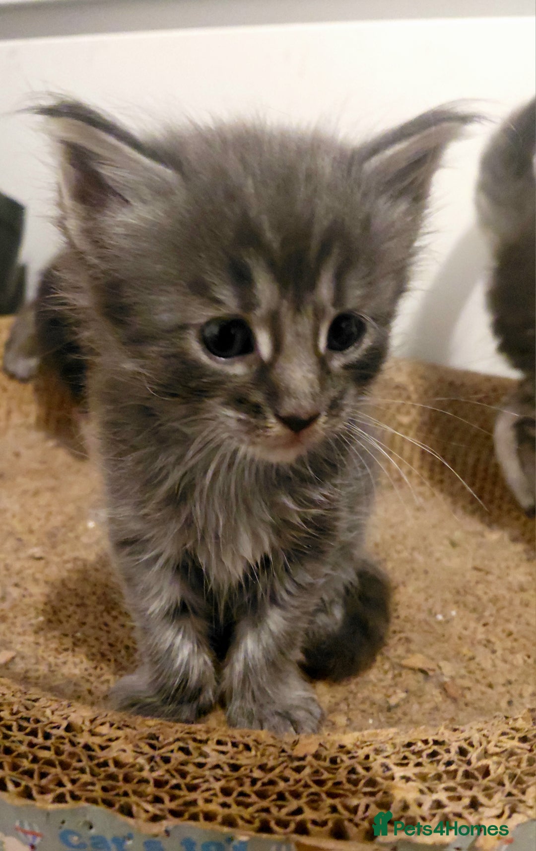 Maine Coon cats for sale: Maine Coon kittens  - Advert 22