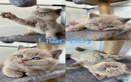 British Shorthair cats for sale: 💙GCCF BSH Kittens🩷 - Image 1