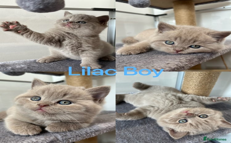 British Shorthair cats - Advert 2