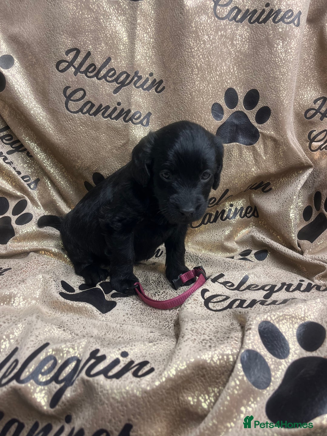 Labradoodle dogs for sale: 5 ⭐️ licensed Home breeder - Advert 16