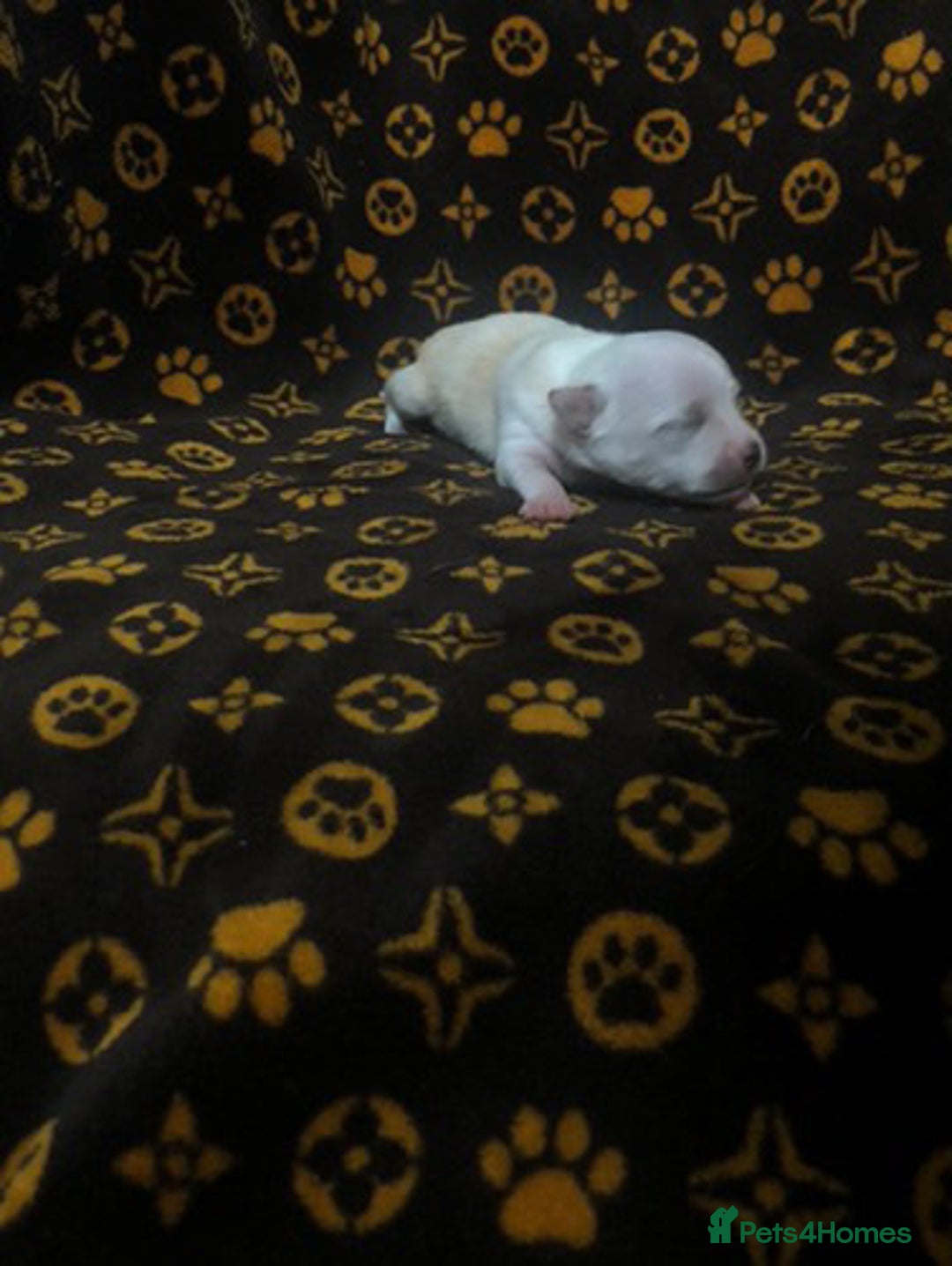 Pomchi dogs for sale: 🐾MALE POMCHI PUPPIES🐾 - Advert 7