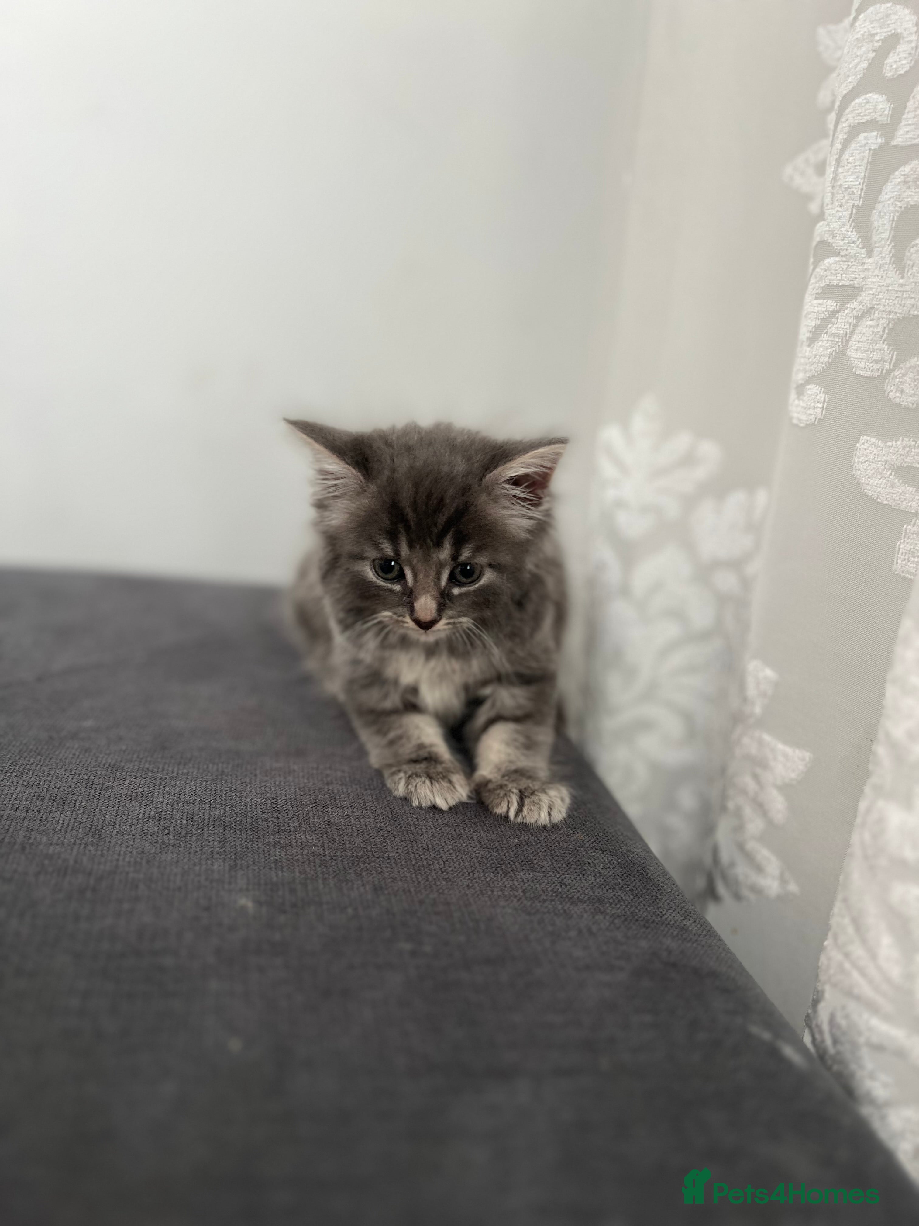 Mixed Breed cats 5 beautiful kittens (1 boy and 4 girls) - Advert 1
