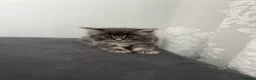 Mixed Breed cats for sale: 5 beautiful kittens (1 boy and 4 girls) - Advert 12