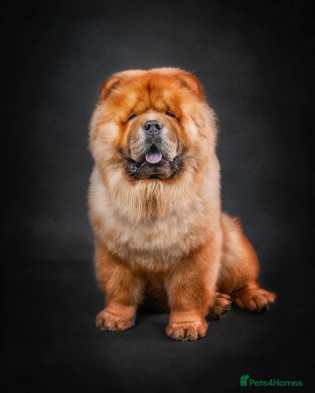 Chow Chow dogs for stud: *DISCOUNTED PRICE-PROVEN* CHOW AVAILABLE FOR STUD! in Canterbury - Image 2