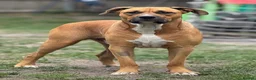 Mixed Breed dogs for sale: Bowser in Bilston - Advert 1