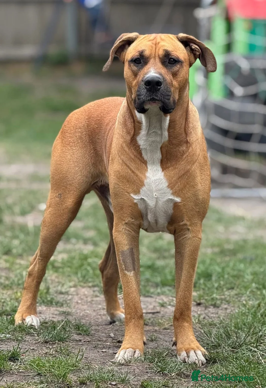 Mixed Breed dogs for sale: Bowser in Bilston - Advert 1