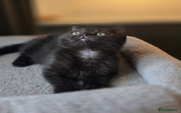 Mixed Breed cats for sale: Half Britishlonghair half Tuxedo! Only 1 left. - Image 5
