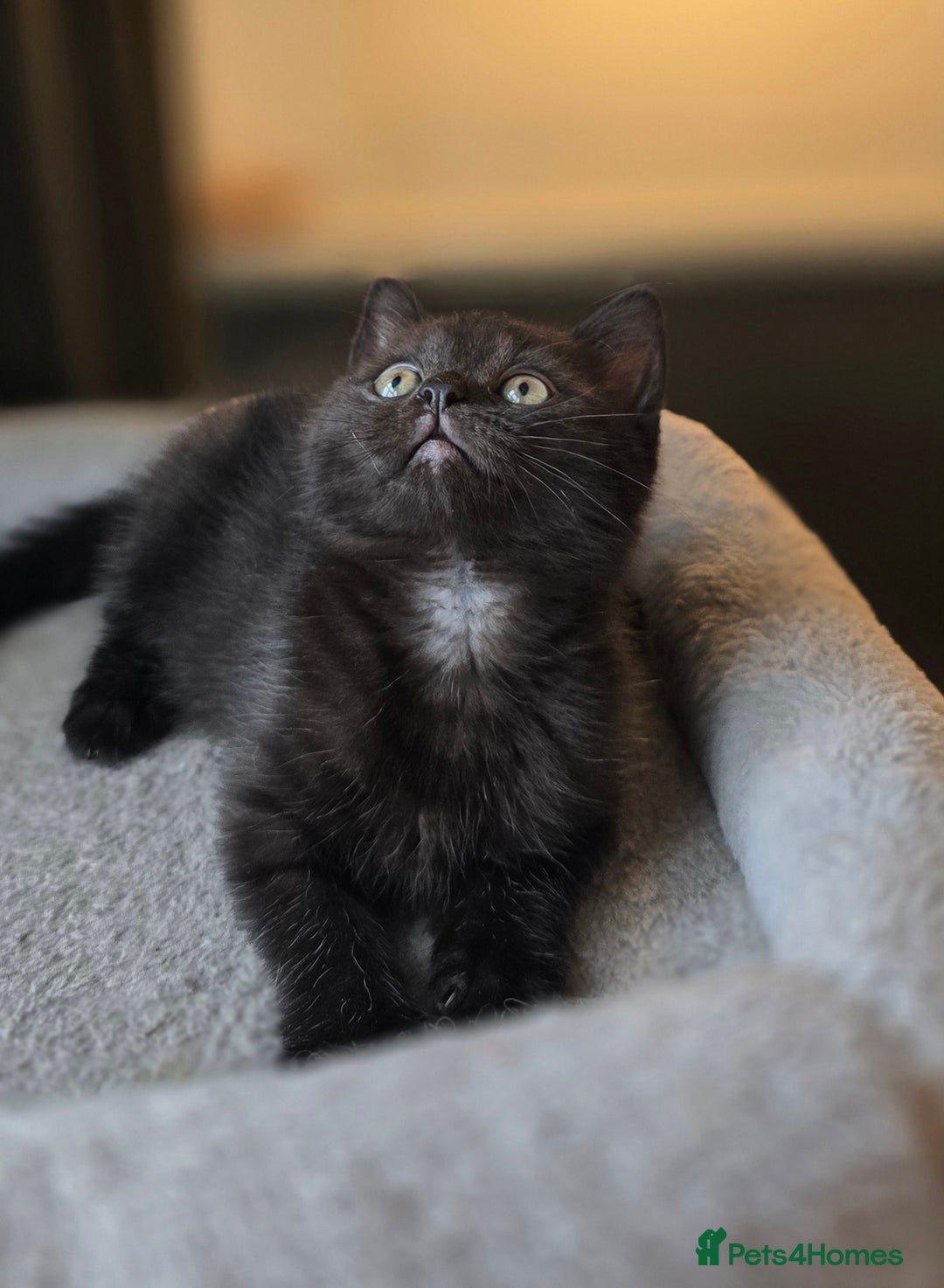 Mixed Breed cats for sale: Half Britishlonghair half Tuxedo! Only 1 left. - Image 5