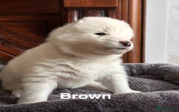 Samoyed dogs for sale: Samoyed Puppies — Ready to Reserve Now! - Image 13