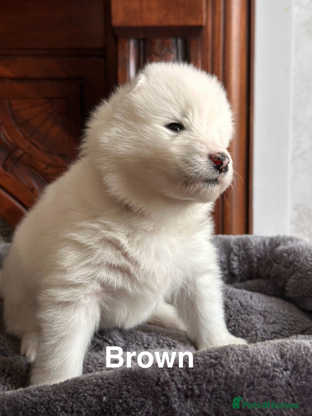 Samoyed dogs for sale: Samoyed Puppies — Ready to Reserve Now! - Image 13