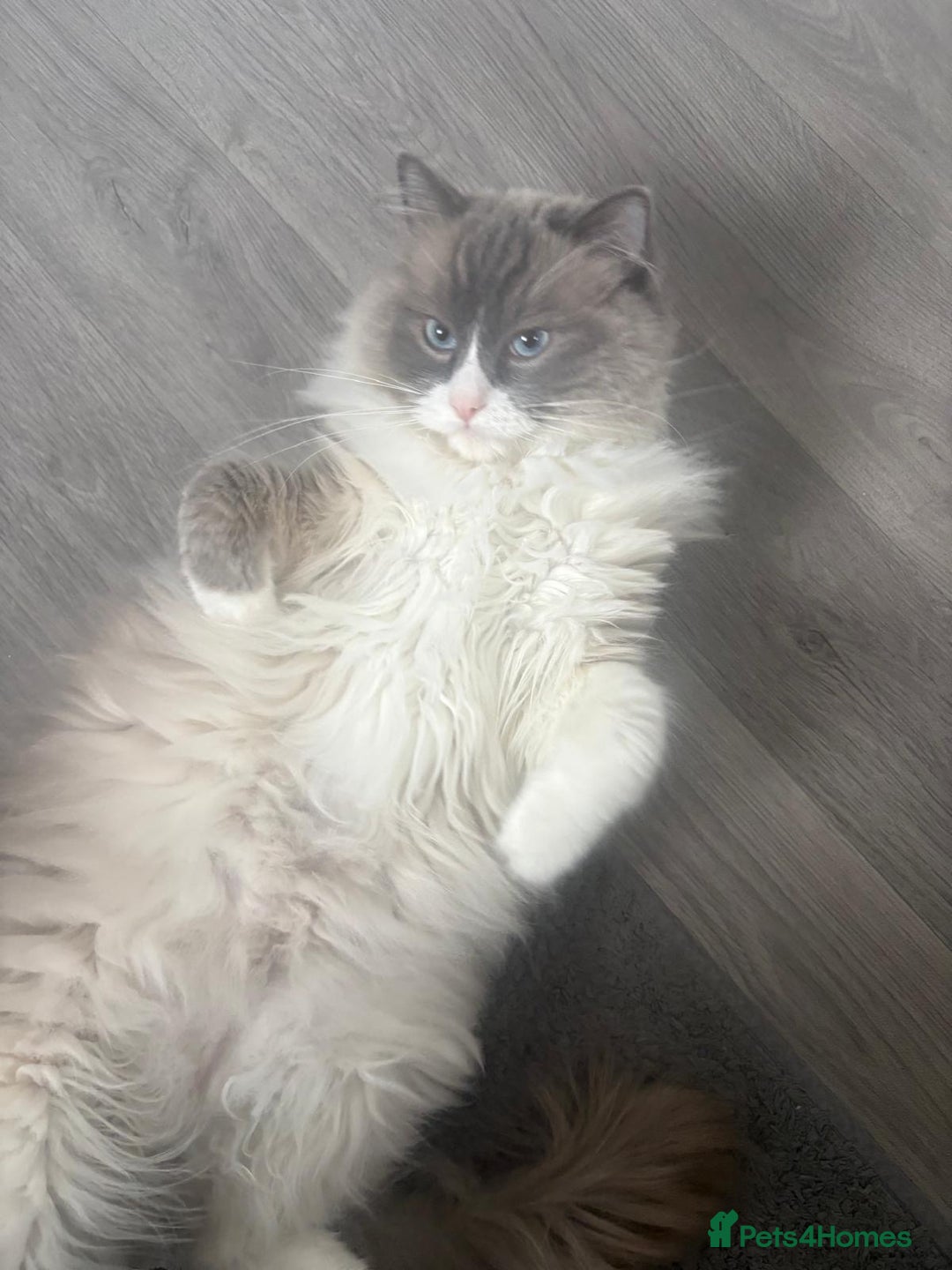 Ragdoll cats for sale: 💙 Stunning 2-Year-Old GCCF Registered Ragdoll Boy - Advert 13