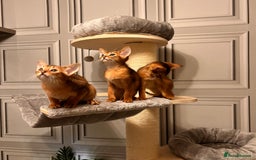Abyssinian cats for sale: TICA champion line Abyssinian kittens  - Image 33