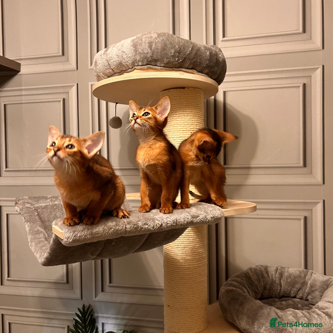 Abyssinian cats for sale: TICA champion line Abyssinian kittens  - Image 33
