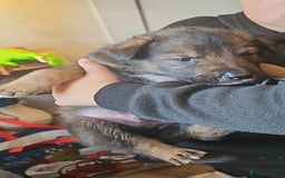 Mixed Breed dogs for sale: Collie x German Shepherd pups - Image 4