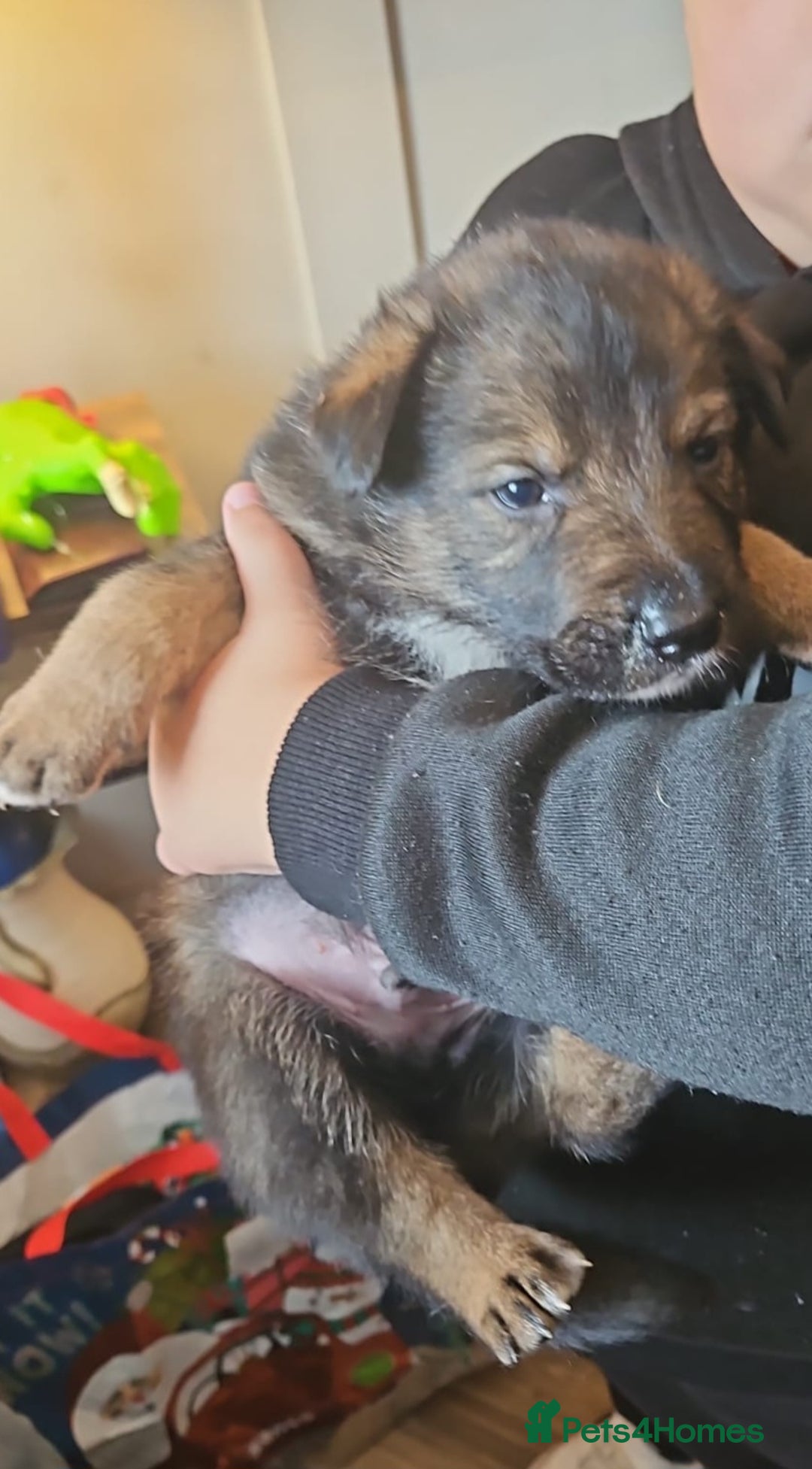 Mixed Breed dogs for sale: Collie x German Shepherd pups - Image 4