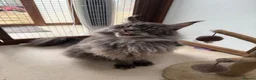 Maine Coon cats for sale: 2 MAINE COON BOYS - TO BE HOMED TOGETHER - Advert 5