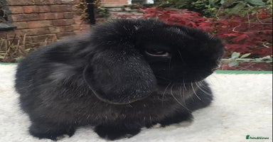 Mini Lop rabbits - Advert 7