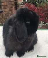 Mini Lop rabbits - Advert 13