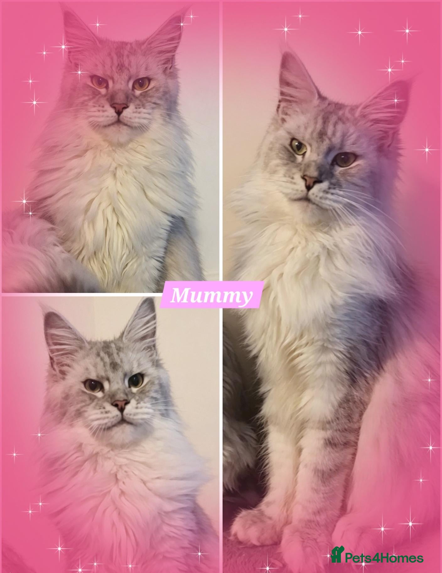 Maine Coon cats 🌟 STUNNING MAINECOON KITTENS SHOWQUALITY 🌟 - Advert 2