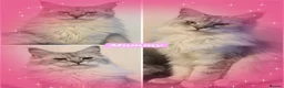 Maine Coon cats for sale: 🌟 STUNNING MAINECOON KITTENS SHOWQUALITY 🌟 - Advert 1