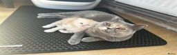 British Shorthair cats for sale: Beautiful British Longhair Boys! in Slough - Advert 14