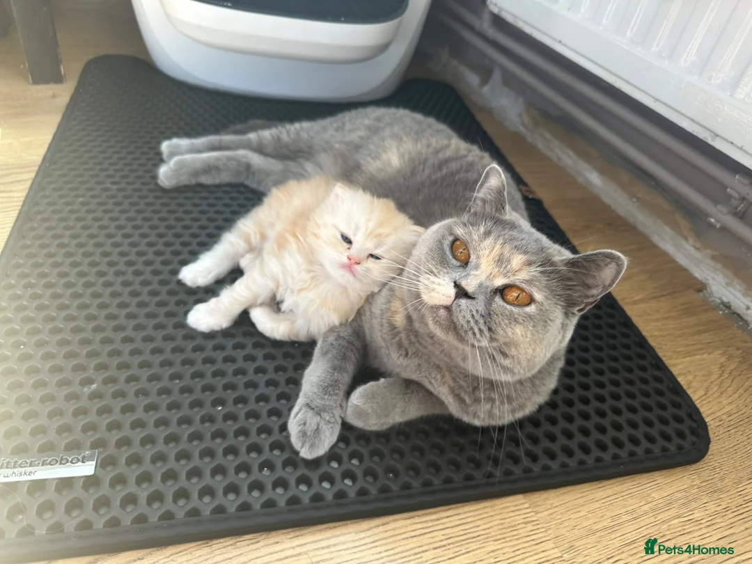 British Shorthair cats for sale: Beautiful British Longhair Boys! in Slough - Advert 14