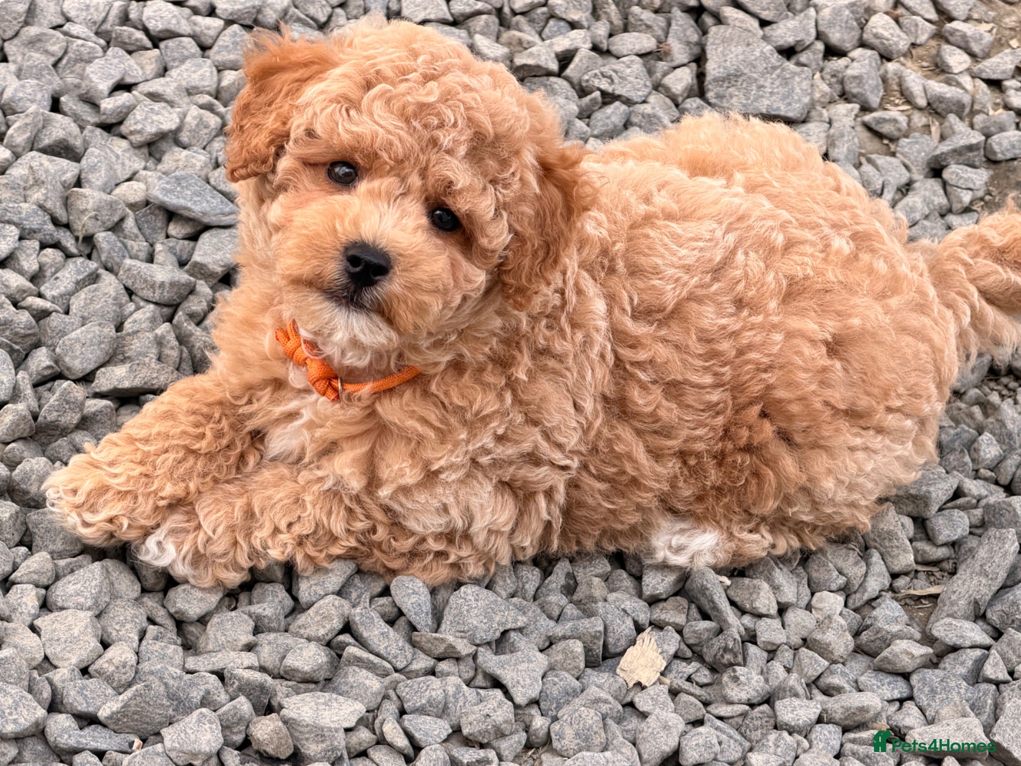 Poochon dogs 🌸 Poochon Girls Available Now 🌸 - Advert 1