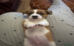 Jack Chi dogs for sale: Jack-chi puppies - Advert 26